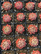 Load image into Gallery viewer, Echeveria Linde Anna - April Farm/Rare Succulents
