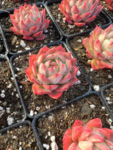 Load image into Gallery viewer, Echeveria Linde Anna - April Farm/Rare Succulents