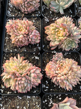 Load image into Gallery viewer, Echeveria Variegated Mebina (mini succulent) - April Farm/Rare Succulents