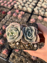 Load image into Gallery viewer, Echeveria Lovely rose - April Farm Rare Succulent