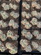 Load image into Gallery viewer, Echeveria Lovely rose - April Farm Rare Succulent