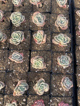 Load image into Gallery viewer, Echeveria Lovely rose - April Farm Rare Succulent