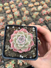 Load image into Gallery viewer, Echeveria Elegans sp. "maigan" Queen (mini succulent) - April Farm/Rare Succulents