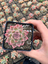 Load image into Gallery viewer, Echeveria Elegans sp. "maigan" Queen (mini succulent) - April Farm/Rare Succulents