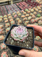 Load image into Gallery viewer, Echeveria Elegans sp. "maigan" Queen (mini succulent) - April Farm/Rare Succulents