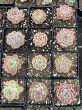 Load image into Gallery viewer, Echeveria Elegans sp. "maigan" Queen (mini succulent) - April Farm/Rare Succulents