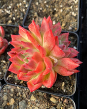 Load image into Gallery viewer, Echeveria Flori Anna - April Farm/Rare Succulents