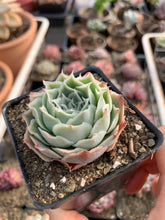 Load image into Gallery viewer, Echeveria Elegans sp. 'Gilo' - April Farm/Rare Succulents