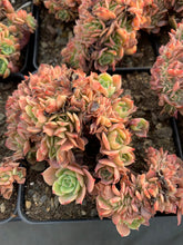 Load image into Gallery viewer, Echeveria Crested Lemon Rose - April Farm/Rare Succulents