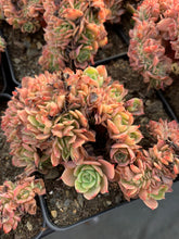 Load image into Gallery viewer, Echeveria Crested Lemon Rose - April Farm/Rare Succulents