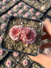 Load image into Gallery viewer, Echeveria Red Velvet (mini succulent green in summer) - April Farm/Rare Succulents
