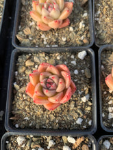 Load image into Gallery viewer, Echeveria Quartz (mini succulent single head) - April Farm/Rare Succulents