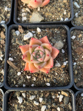 Load image into Gallery viewer, Echeveria Quartz (mini succulent single head) - April Farm/Rare Succulents