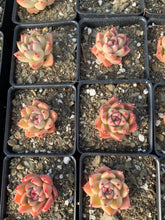 Load image into Gallery viewer, Echeveria Quartz (mini succulent single head) - April Farm/Rare Succulents