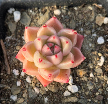Load image into Gallery viewer, Echeveria Quartz (mini succulent single head) - April Farm/Rare Succulents