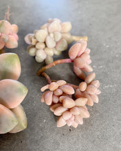 Load image into Gallery viewer, Graptopetalum Mirinae small cluster cutting (4-5 heads) - April Farm/Rare Succulents