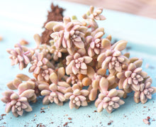 Load image into Gallery viewer, Graptopetalum Mirinae small cluster cutting (4-5 heads) - April Farm/Rare Succulents