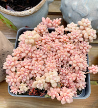 Load image into Gallery viewer, Graptopetalum Mirinae cutting (single head cutting) - April Farm/Rare Succulents