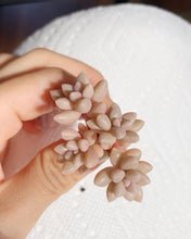 Load image into Gallery viewer, Graptopetalum Mirinae cutting (single head cutting) - April Farm/Rare Succulents