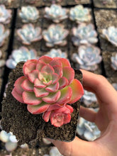 Load image into Gallery viewer, Echeveria Red Noble - April Farm/Rare Succulents