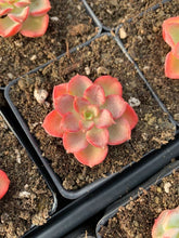 Load image into Gallery viewer, Echeveria Red Noble - April Farm/Rare Succulents