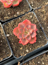 Load image into Gallery viewer, Echeveria Red Noble - April Farm/Rare Succulents