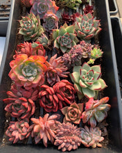 Load image into Gallery viewer, Mystery box - April Farm/Rare Succulents