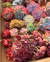 Load image into Gallery viewer, Mystery box - April Farm/Rare Succulents