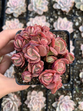 Load image into Gallery viewer, Echeveria Sunyan - April Farm/Rare Succulents