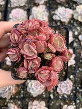 Load image into Gallery viewer, Echeveria Sunyan - April Farm/Rare Succulents
