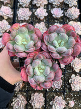 Load image into Gallery viewer, Echeveria Raindrops frills cluster - April Farm/Rare Succulents
