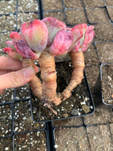 Load image into Gallery viewer, Echeveria Raindrops frills cluster - April Farm/Rare Succulents