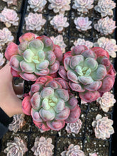 Load image into Gallery viewer, Echeveria Raindrops frills cluster - April Farm/Rare Succulents