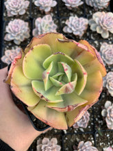Load image into Gallery viewer, Echeveria Sunset Peony Variegated - April Farm/Rare Succulents