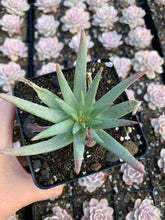 Load image into Gallery viewer, Dudleya cultrata - April Farm/Rare Succulents