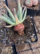 Load image into Gallery viewer, Dudleya cultrata - April Farm/Rare Succulents