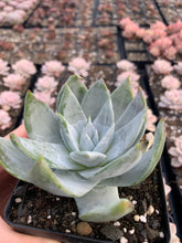 Load image into Gallery viewer, Dudleya brittonii - April Farm/Rare Succulents
