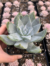 Load image into Gallery viewer, Dudleya brittonii - April Farm/Rare Succulents
