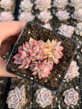 Load image into Gallery viewer, Echeveria Variegated Mebina (mini succulent) - April Farm/Rare Succulents