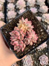 Load image into Gallery viewer, Echeveria Variegated Mebina (mini succulent) - April Farm/Rare Succulents