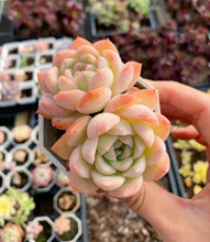 Load image into Gallery viewer, Echeveria Sasa Queen - April Farm/Rare Succulents