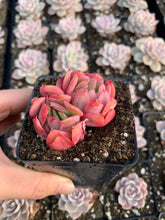 Load image into Gallery viewer, Echeveria Luella - April Farm/Rare Succulents
