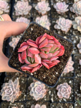 Load image into Gallery viewer, Echeveria Luella - April Farm/Rare Succulents
