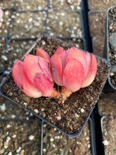 Load image into Gallery viewer, Echeveria Luella - April Farm/Rare Succulents