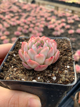 Load image into Gallery viewer, Echeveria Strawberry ice(mini succulent) - April Farm/Rare Succulents
