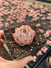 Load image into Gallery viewer, Echeveria Strawberry ice(mini succulent) - April Farm/Rare Succulents