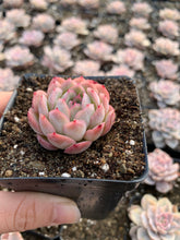 Load image into Gallery viewer, Echeveria Strawberry ice(mini succulent) - April Farm/Rare Succulents