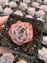 Load image into Gallery viewer, Echeveria Strawberry ice(mini succulent) - April Farm/Rare Succulents