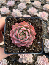 Load image into Gallery viewer, Echeveria Linde Anna - April Farm/Rare Succulents