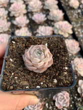 Load image into Gallery viewer, Echeveria elegans Hyaliana (mini succulent) - April Farm/Rare Succulents